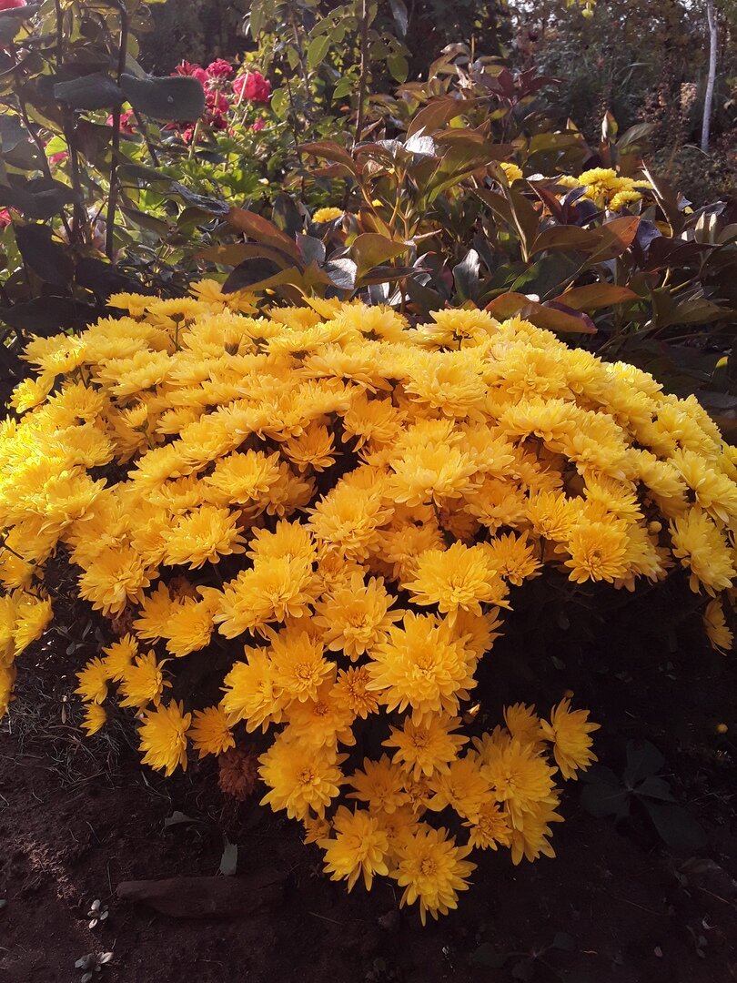 Хризантема мультифлора, сорт Brancrown