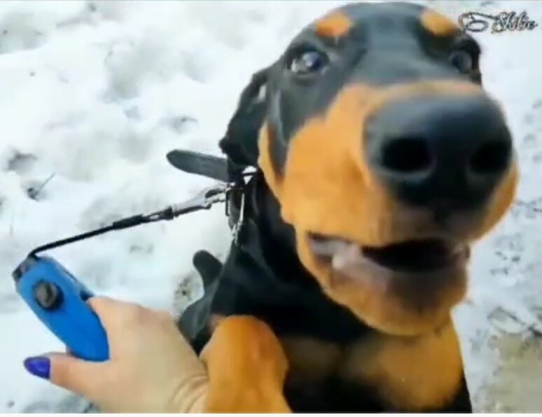 хватается за хозяйку, в поисках защиты... 