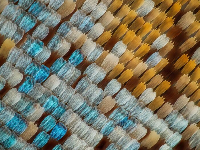 Фото: www.nikonsmallworld.com 