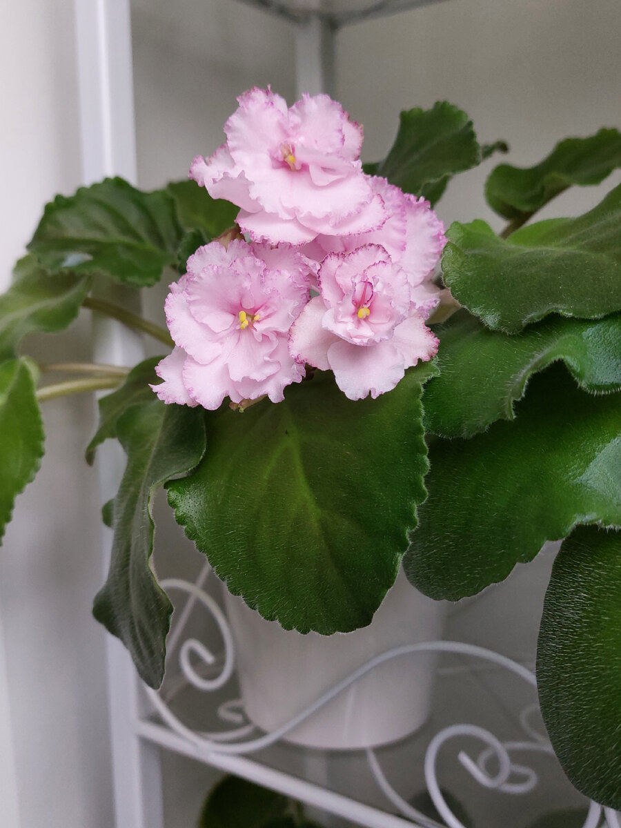 Мои горшочки