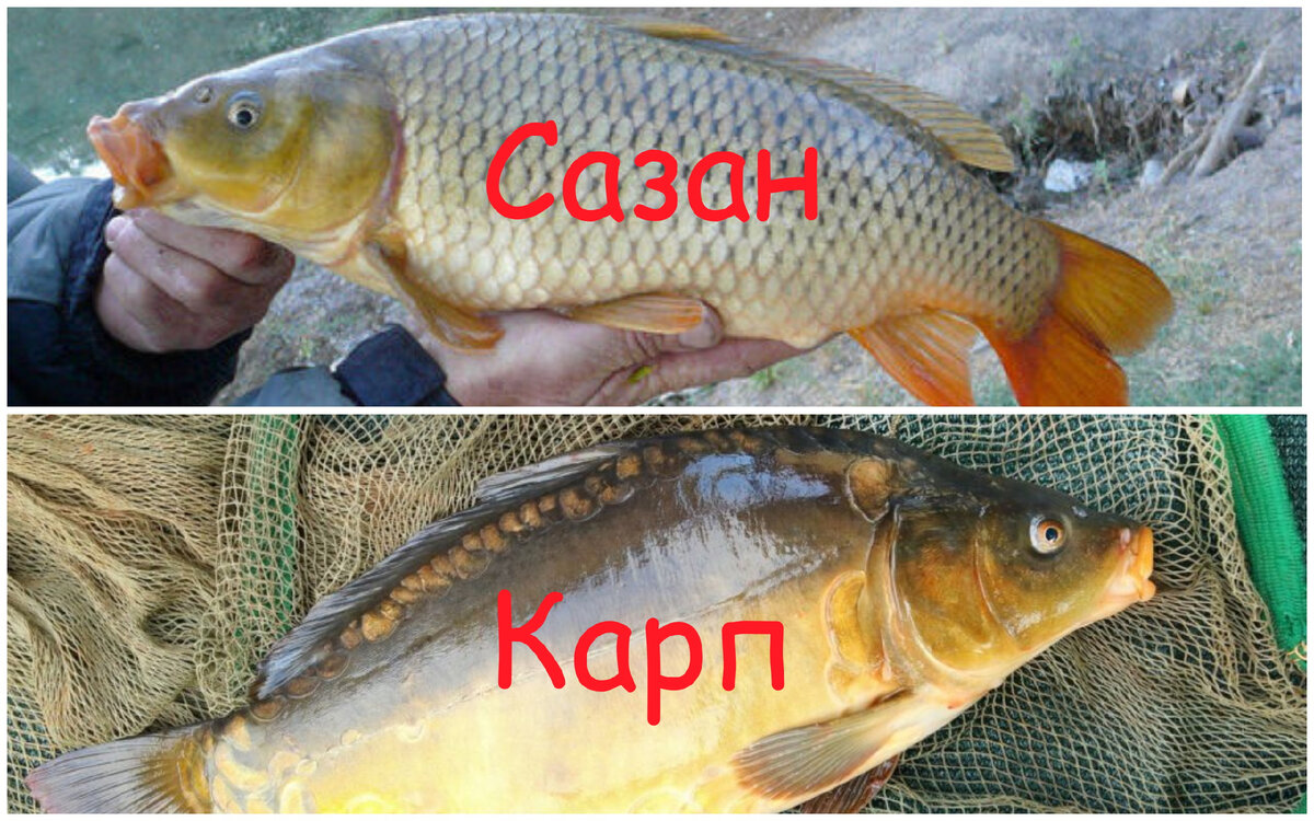 Чем отличается карп от сазана