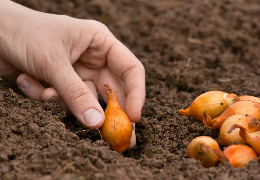 Фотография взята из источника moj-dacha.ru