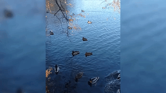 Утки на Большом Остафьевском пруду