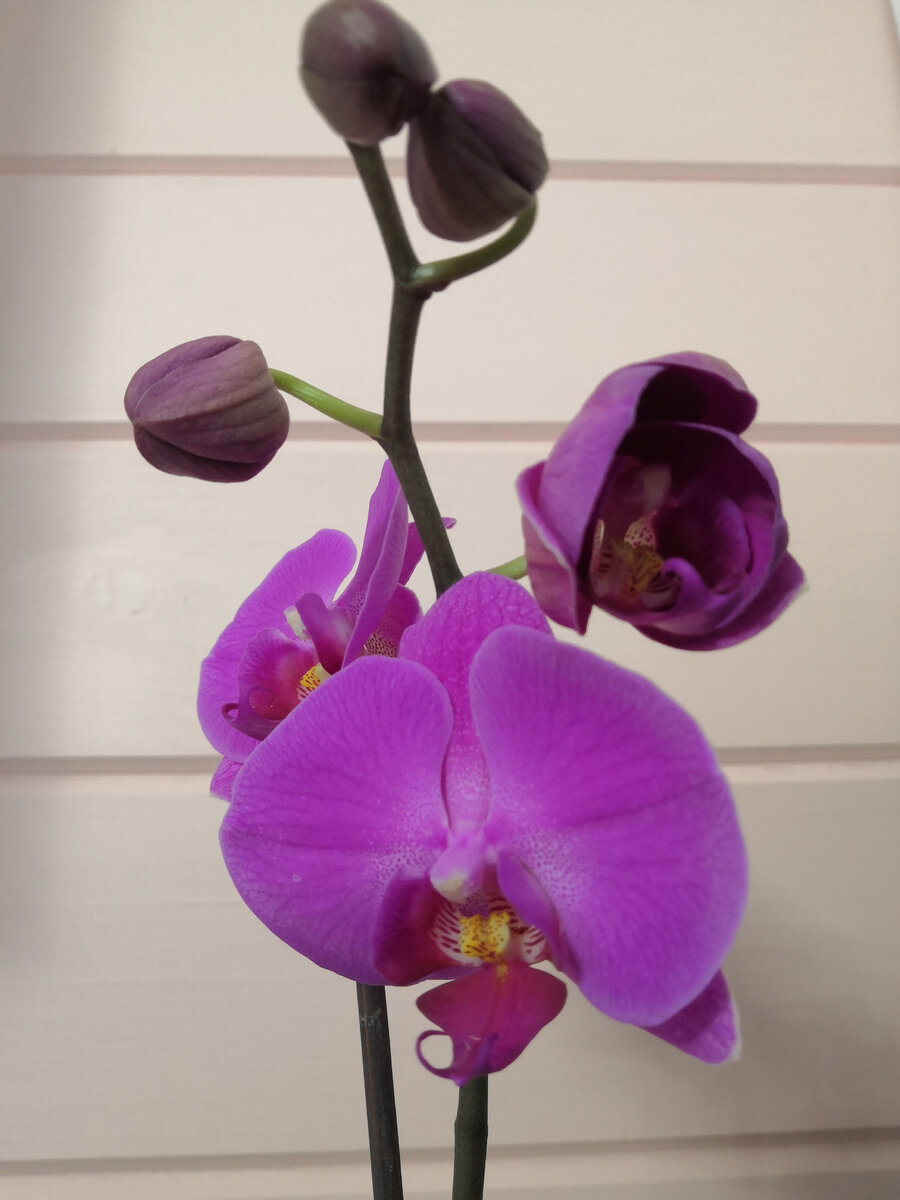 Расцветает орхидея