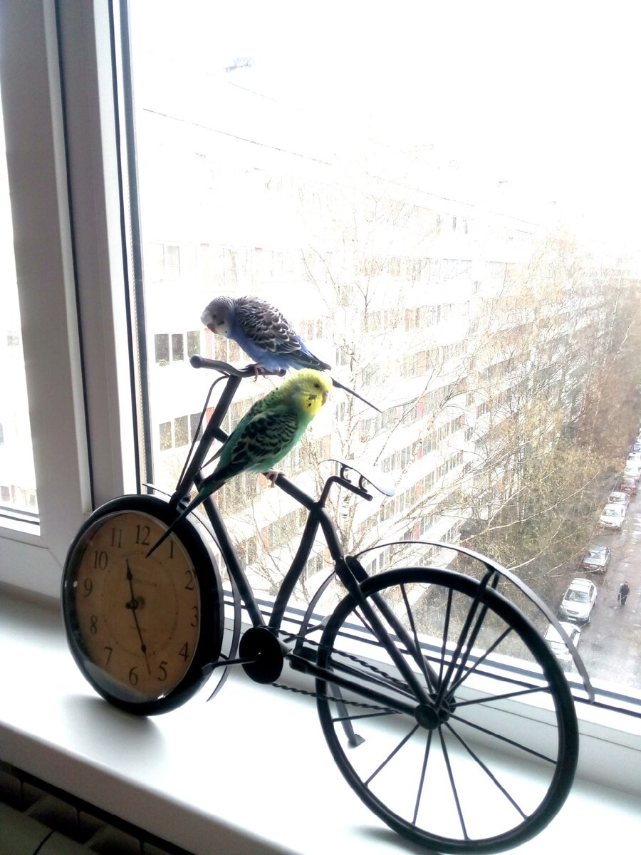 Мои попугаи часто раньше любили напоминать мне о том, что время идёт, а предназначение так и не найдено.