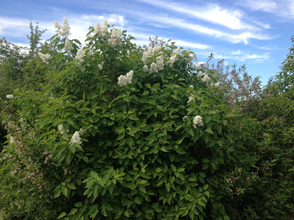 Любимая сирень