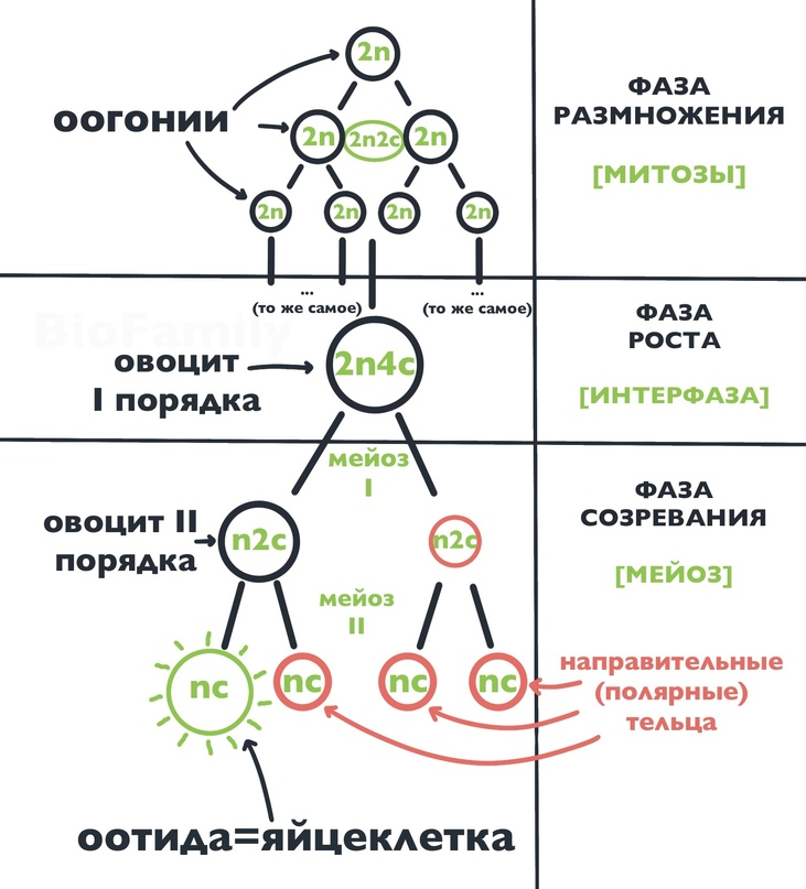 Второе направительное тельце