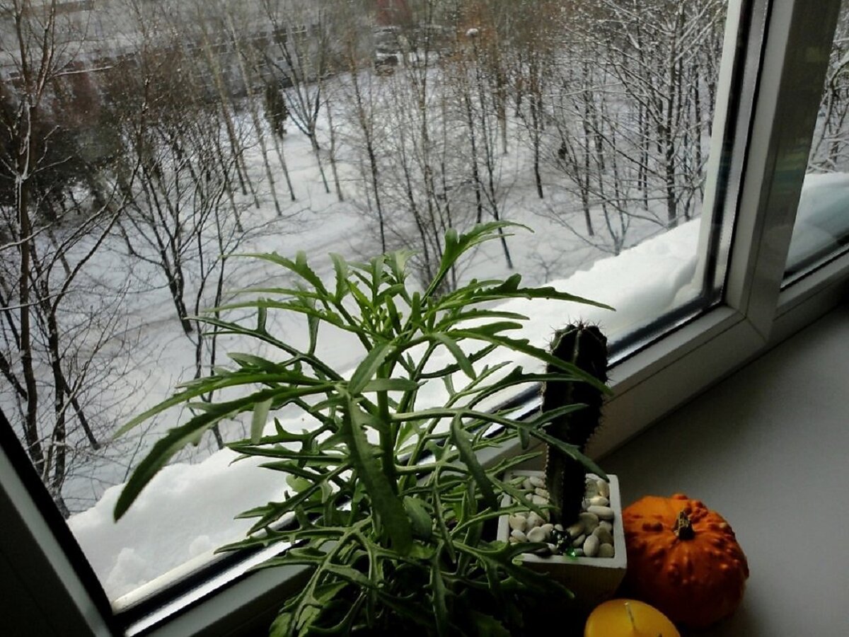 Комнатные растения зимой на подоконнике