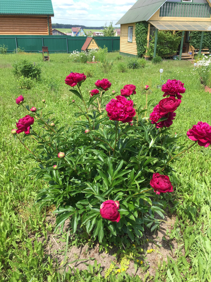 Цветет все сразу и пионы, и ромашки.