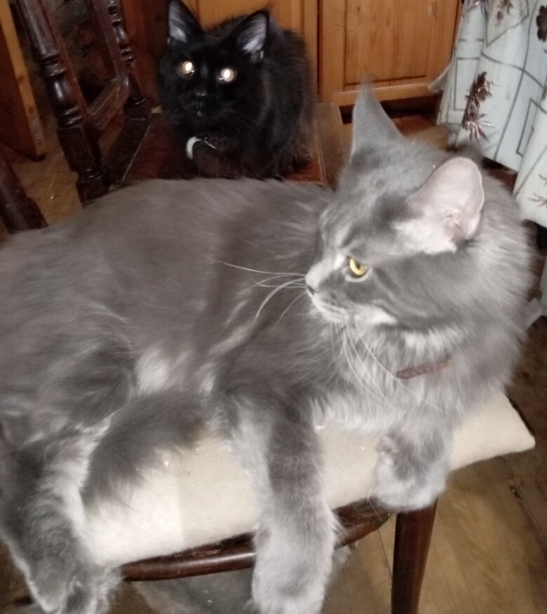 Кот-Ламусь, в недавнем прошлом Ламар-кошмар. За ним Ужжасное Чудовище, он же Лихо :)