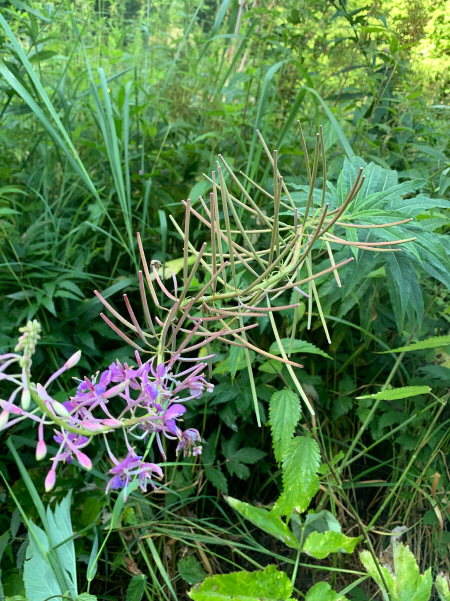 Поле с Иван-Чаем!