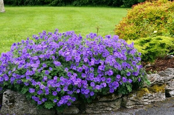 Герань домашняя.