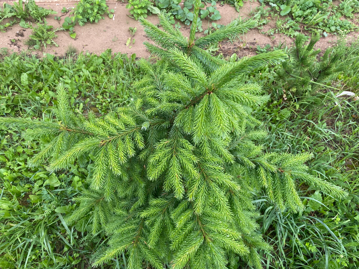 Ель сербская (Picea omorica)