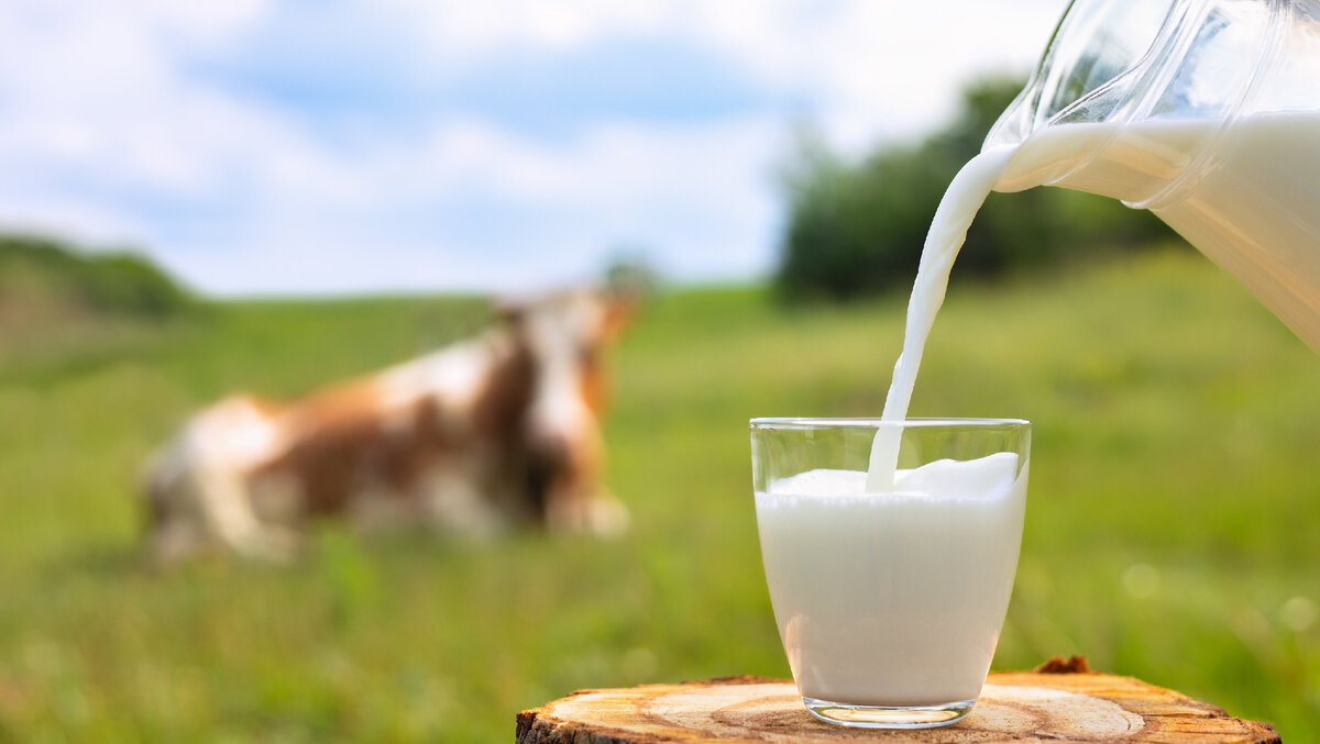 Производство молока в России: проблемы, перспективы, статистика