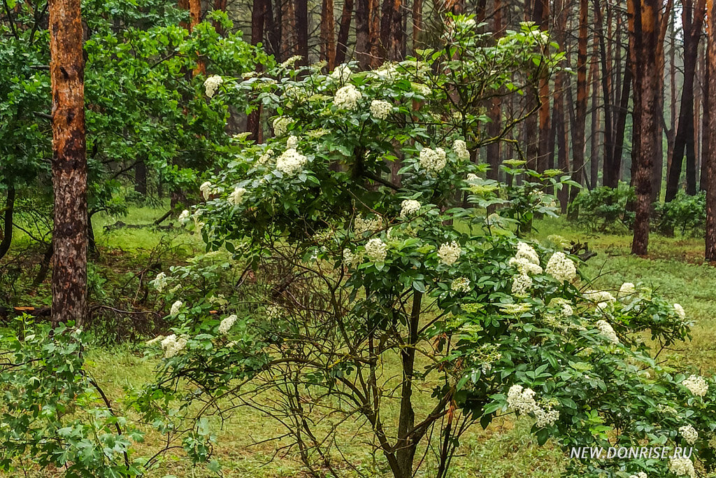 Цветущая бузина среди сосен