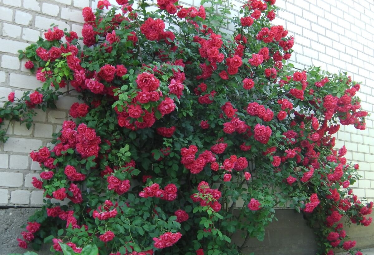 Полив роз: секреты обильного цветения