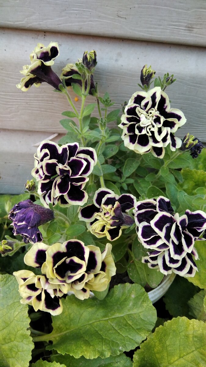 3 июля 2021 года. Сидит у меня под окнами в большом ведёрке из-под майонеза. 