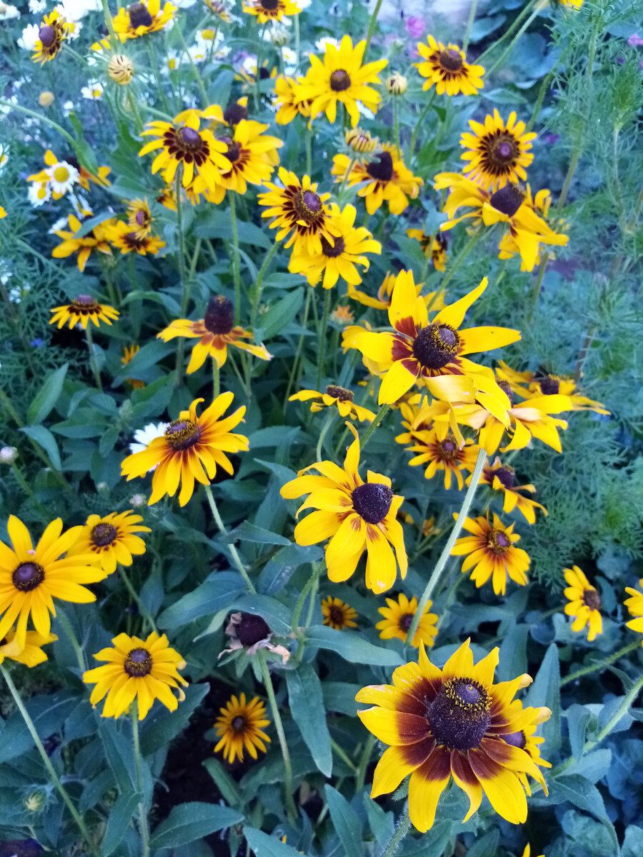 Black eyed Susanna 
