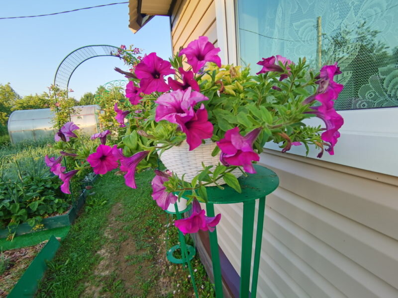 Обрезка и обработка растений