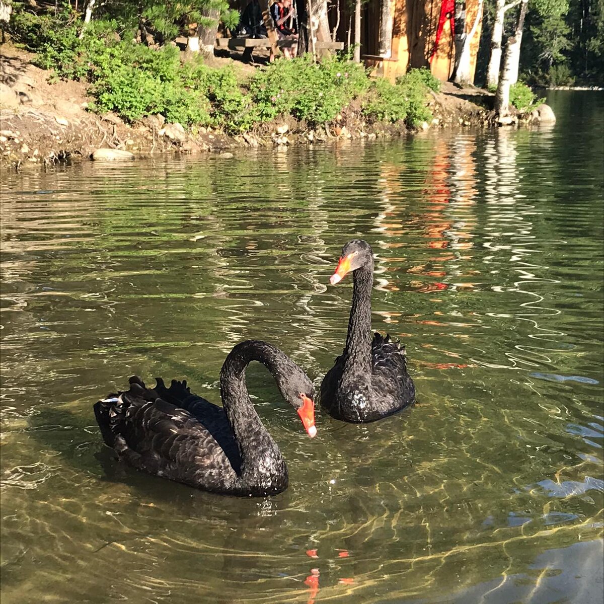 Байкал удивляет каждый раз🦢 Моя поездка на 