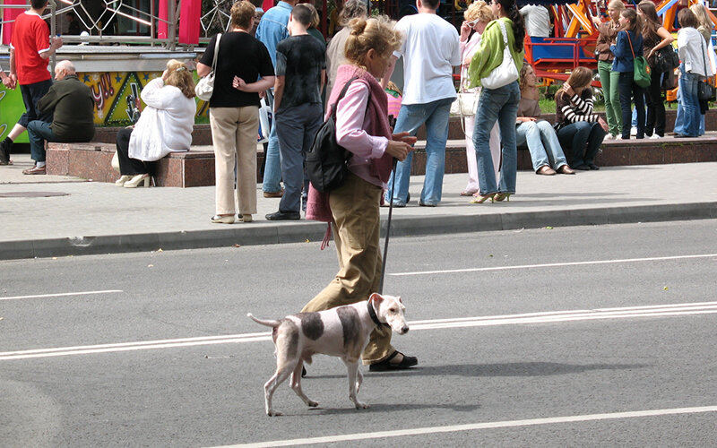 Маленькая собака, чей живот находится всего в паре десятков сантиметров от земли, получает более концентрированную дозу тепла, чем человек. Фото Z O/Pixabay 