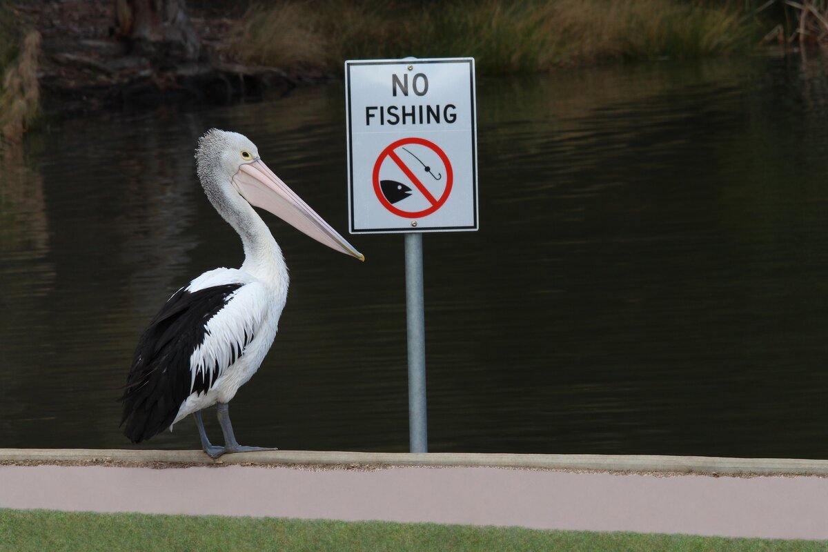 Изображение Chesna с сайта Pixabay