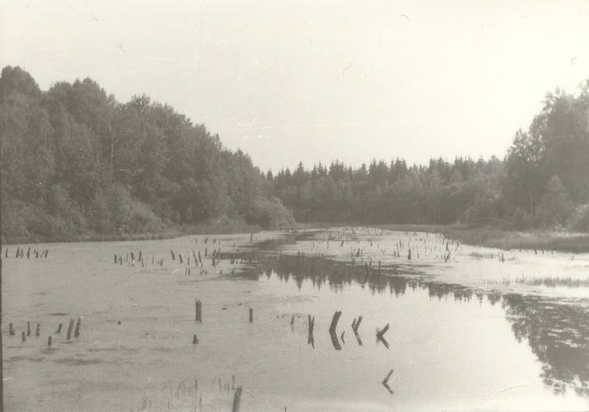 Заболоченная река Бодня, 1987-1990 г. // Ярослав Илюшин https://pastvu.com/p/433405