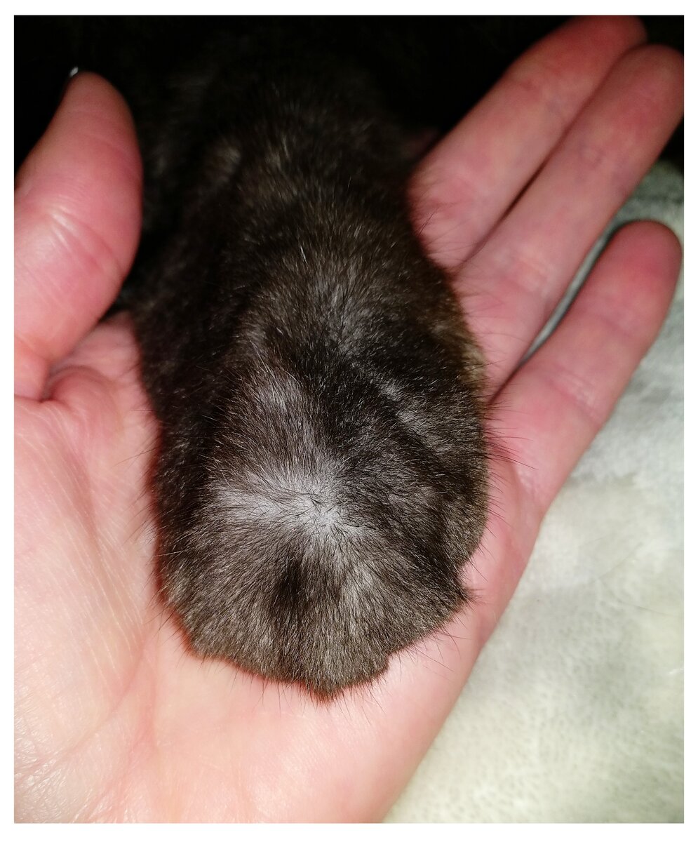 Очень мягкие и лёгкие лапки♥️