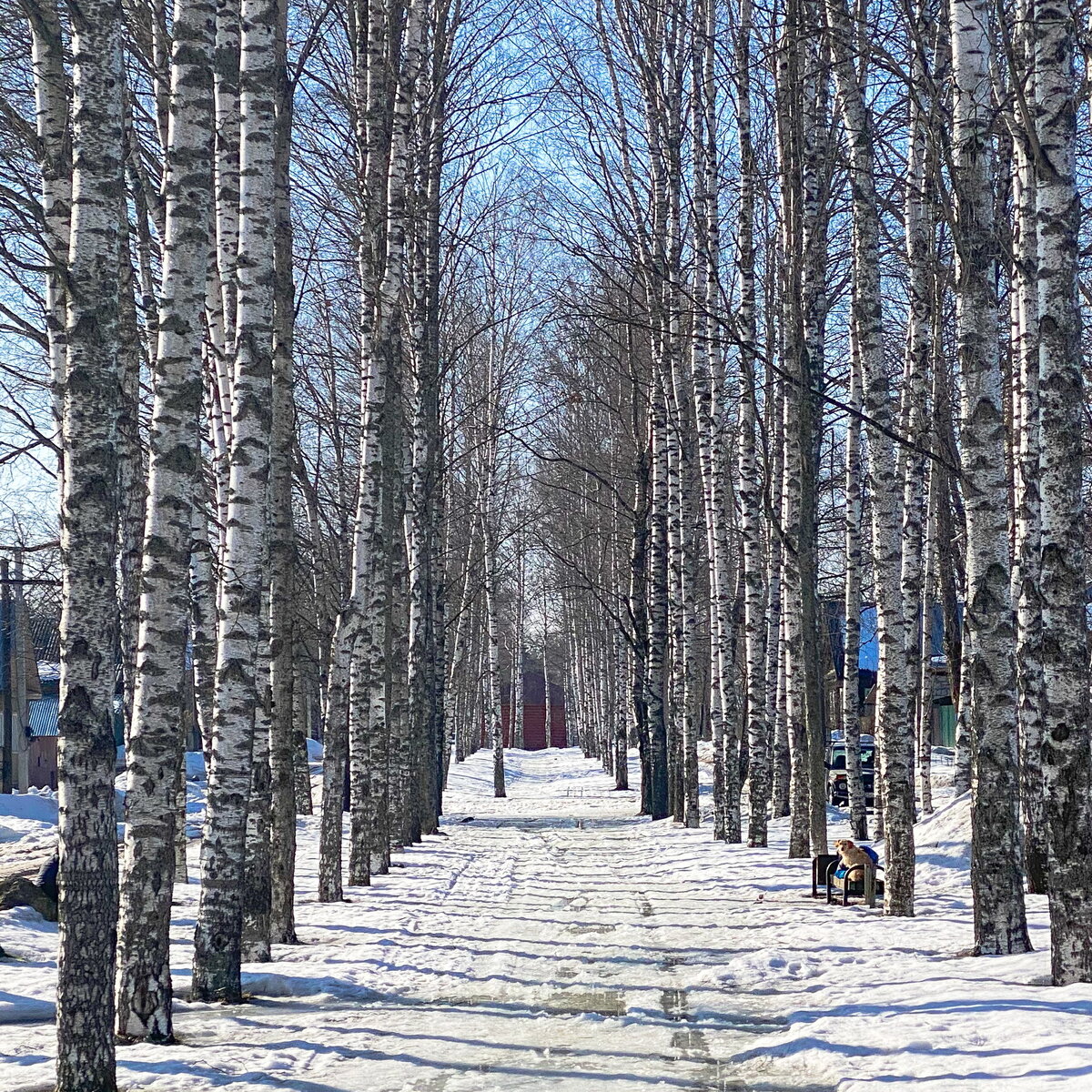 Берёзовая аллея