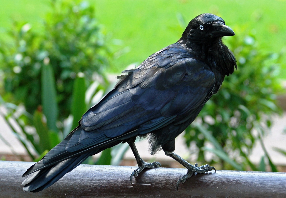 Южноавстралийская ворона