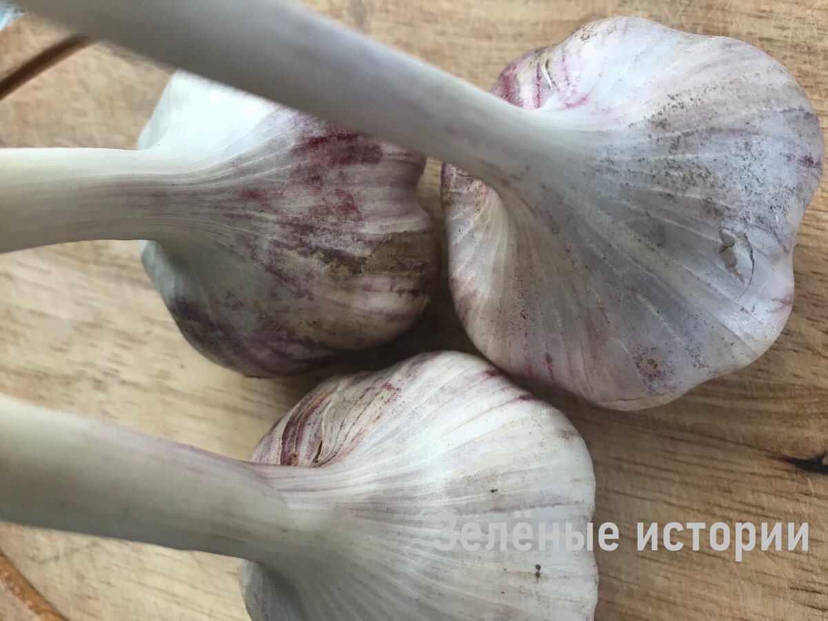 Сажаю озимый чеснок каждый год в одно и тоже время – получаю всегда крупные головки
30 августа78 тыс. прочиталиКогда по срокам нужно сажать озимый чеснок под зиму? Этот вопрос начинает занимать ум неопытного огородника в тот момент, когда проводится уборка этой культуры, т.е. в начале августа.А те, кто имеют хоть какой-то опыт, этот вопрос для себя уже давно закрыли. И безошибочно выбирают оптимальное для них время. Я знаю людей, которые производят посадку спустя 2-3 дня после того, как пройдет первый снег.Урожай 2021Он обычно у нас не залёживается. Утром если выпадет первый снег, то к обеду уже растает полностью.
И есть такая примета, что ровно через 30 дней установится полноценный снежный покров на зиму. И каждый год эта примета полностью оправдывается с точностью день в день.Но я считаю, что месяца в довольно холодной почве для чеснока критически мало. Ведь зубчики для хорошего урожая на следующий год должны успеть хорошо укорениться в земле. Соответственно, посадка должна производиться раньше, когда грунт еще тёплый. Да и времени для укоренения должно быть побольше.Не буду долго томить. Я каждый год сажаю озимый чеснок в первой половине сентября. Посадка в одно и тоже время позволяет спланировать сроки подкормки, уборки на следующее лето.Наблюдаю такую картину каждый год у тех знакомых, которые производят посадке в октябре – уже середина мая, а чеснок еще только начинает всходить. А у меня уже вовсю колосится.Это объяснимо тем, что посаженные в сентябре зубчики успевают хорошо укорениться и весной им не требуется время для того, чтобы нарастить корневую систему.Соответственно, как только грядка начинает прогреваться на глубину расположения чеснока, так он и трогается в рост.Если скептически относитесь к таким срокам посадки, то просто попробуйте в начале сентября посадить хотя бы 1 ряд, зубчиков 5. И отметьте это место. А в следующем августе вы увидите, что разница будет просто колоссальная. Я получаю всегда крупные, отлично вызревшие головки, которые потом замечательно хранятся всю зиму и весну.Все фото мои, чеснок тоже мой, выращен собственноручно в 2021 годуНе стоит бояться, что чеснок при теплой осени успеет прорасти. В этом нет вообще ничего страшного. Перо чеснока отлично зимует под снежным покровом. Было у меня такое и не раз. Проклевывались перышки к концу октября. И весной этих же перышки после схода снега продолжали расти как ни в чем не бывало.Чеснок озимый – это холодостойкая культура и не боится легких морозов. А потом его хорошо укрывает снегом. Соответственно и заглублять сильно посадки тоже не рекомендую. Лучше соломой или опилками перепревшими замульчируйте грядку, а весной снимите это укрытие. Потому что слишком глубокая посадка зубчиков чеснока – это очень плохая примета. Она говорит о том, что чеснок на будущий год будет мелким.