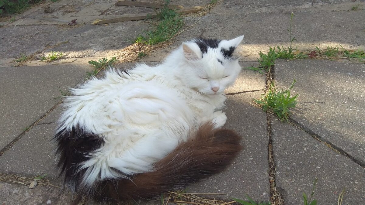 Это Глаша. Кошечка, которая умерла.