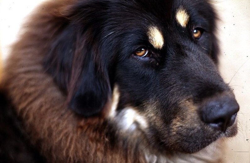 Мудрый взгляд тибетского мастифа (Фото: https://commons.wikimedia.org/wiki/File:Tibetan_Mastiff_001.jpg)