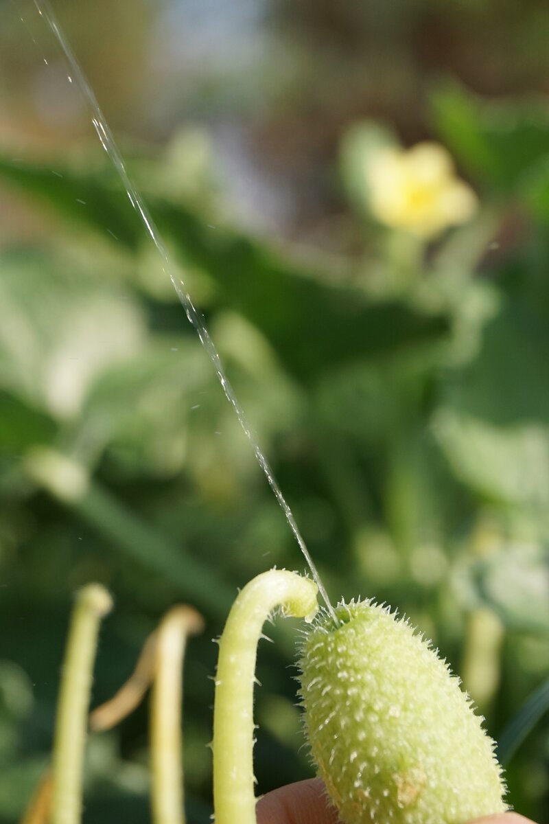 эту фотку я стащила в интернете, такое сложно снять