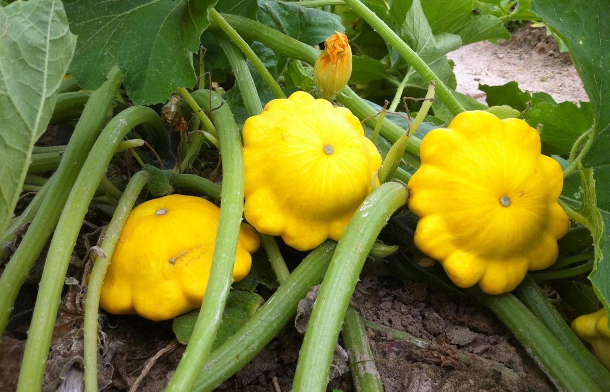 Патиссон - ближайший родственник кабачка