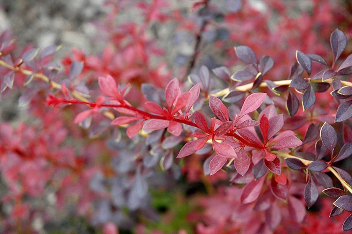 Барбарис «Orange Dream». Фото компании ООО «Зеленый капитал»