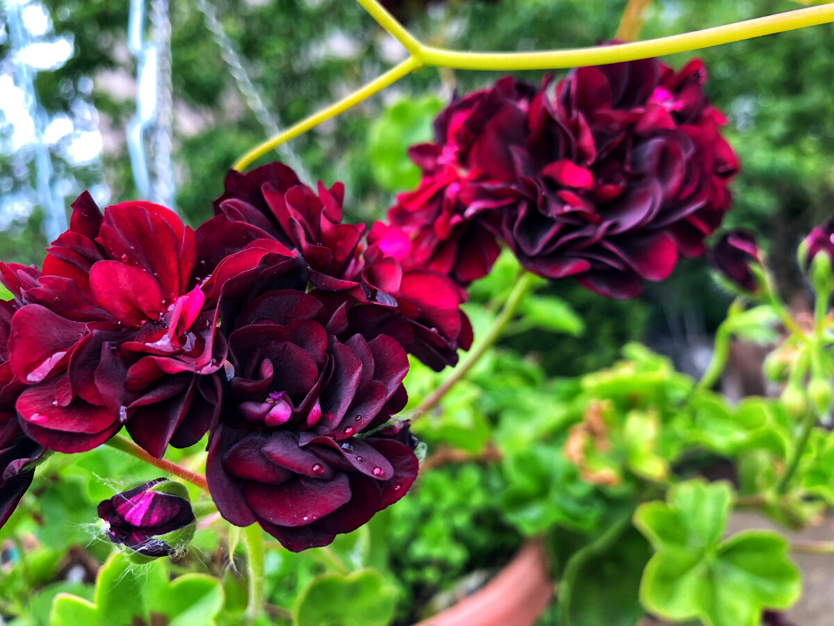 Фото Сергея Анри