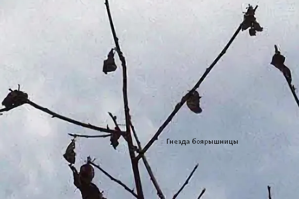 Гнезда боярышницы на ветках деревьев. Скрин фото автора