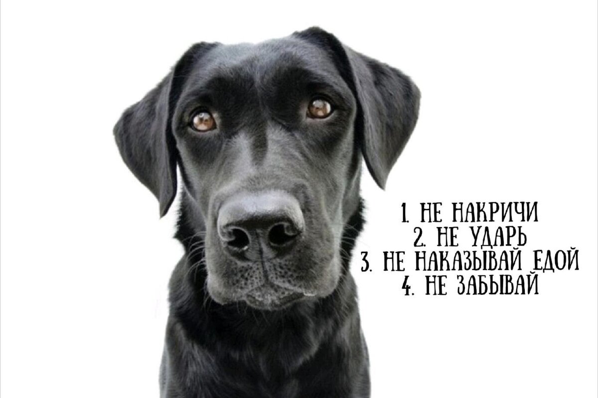 ru.freepik.com                       
