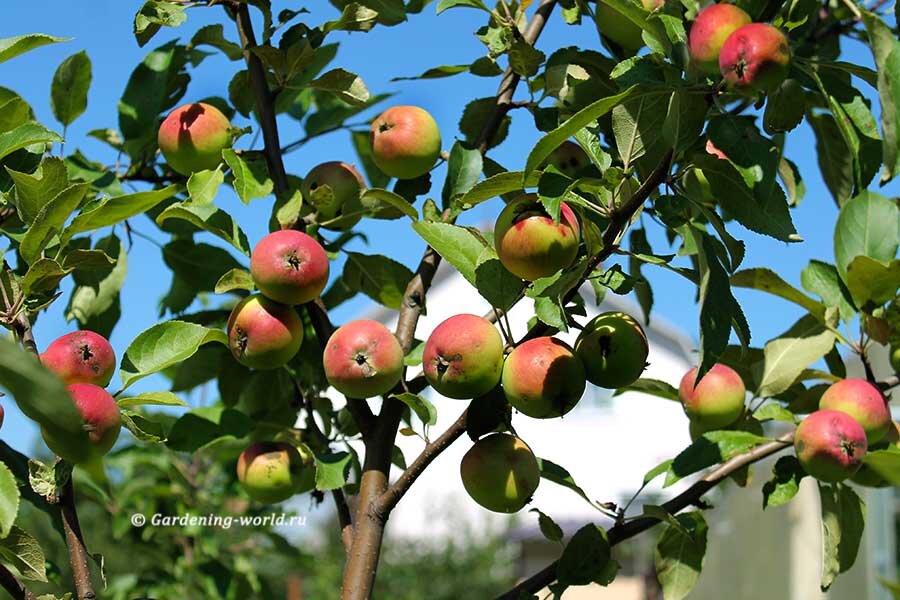 Список культур, которые рекомендовано выращивать под яблоней