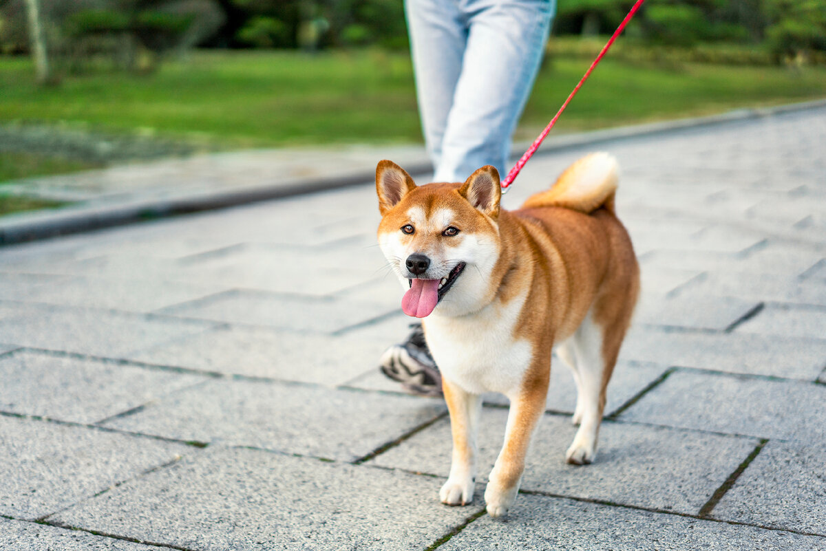Прогулка для  собаки — это не только необходимость, но и время, которое она может провести с владельцем.