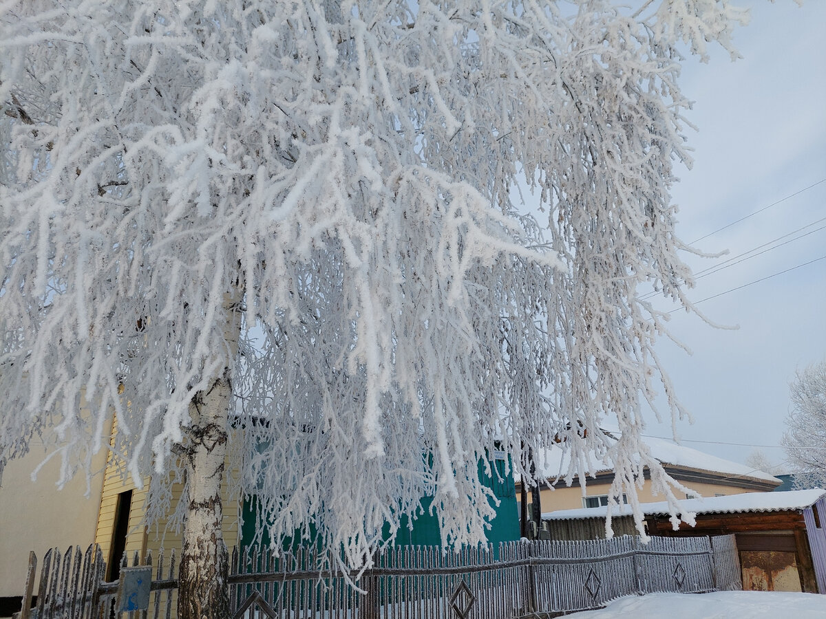 Наша зимняя новогодняя погода. Соседская берёзка. Фото автора.