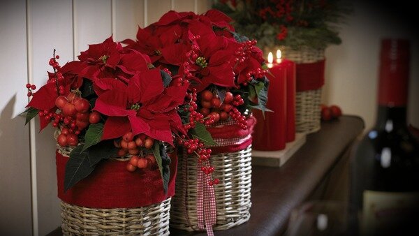 рождественская звезда ( Вифлеемская звезда)