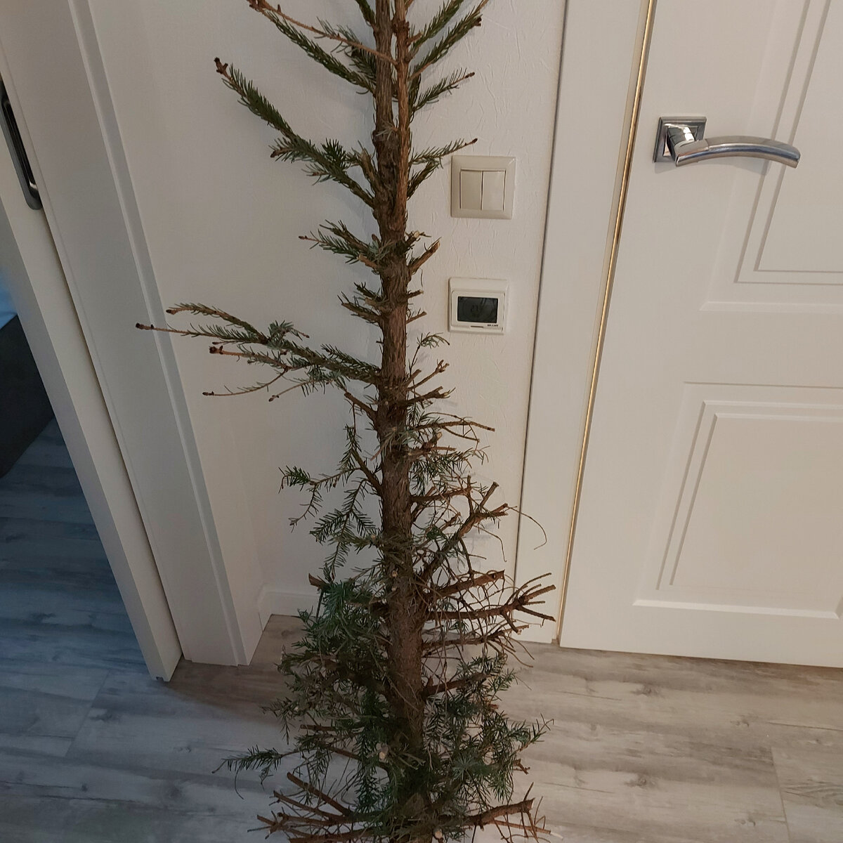 Это то, что осталось от моей елки