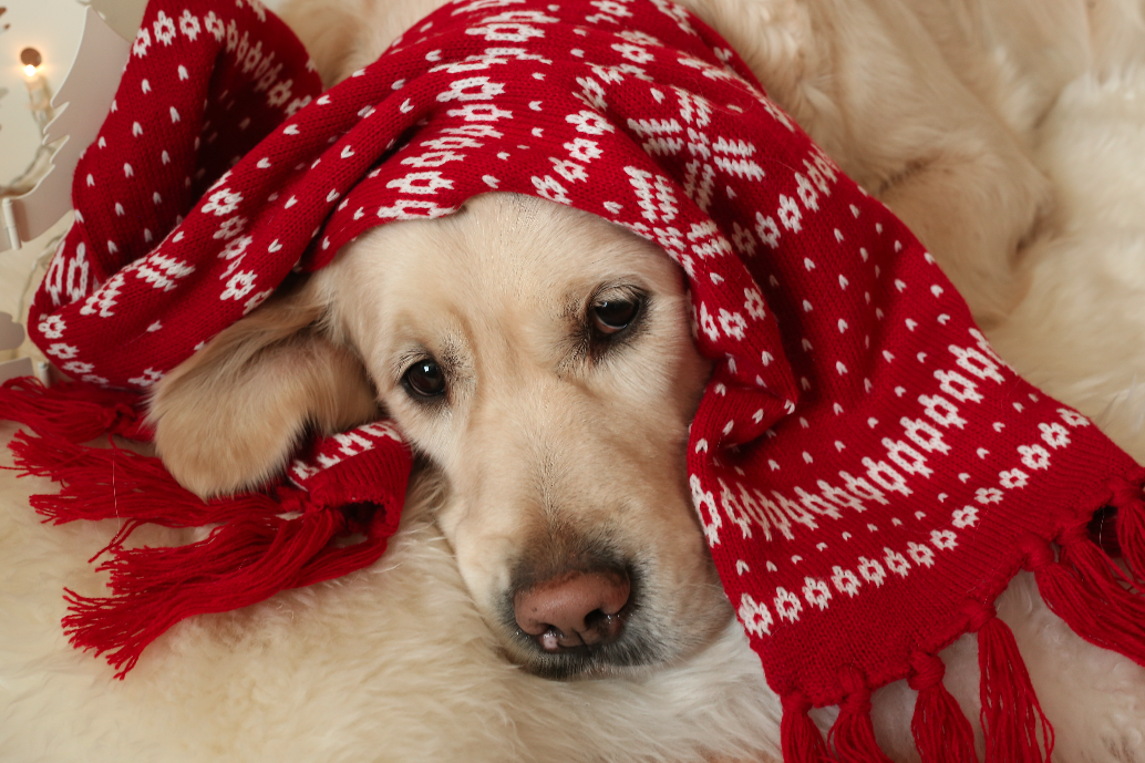 Как лечить насморк у собаки