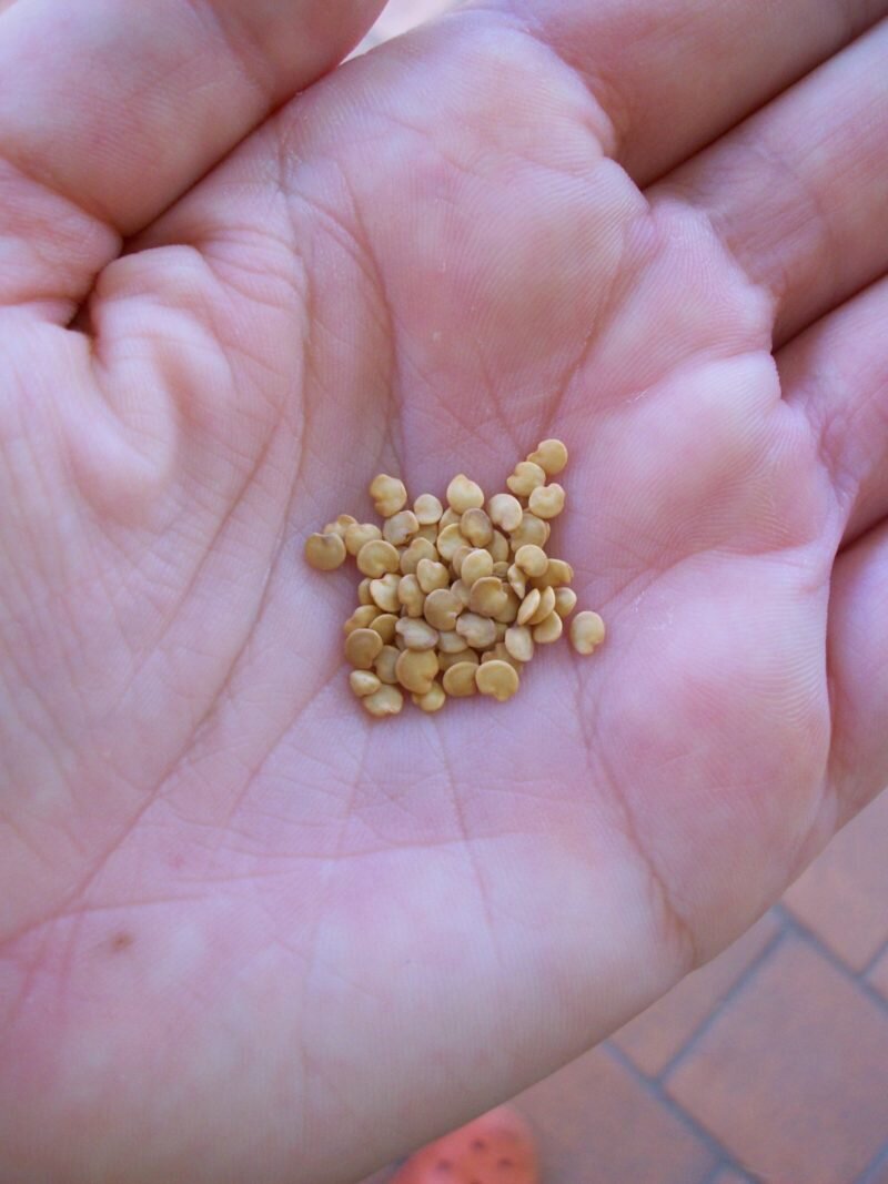 Семена перца