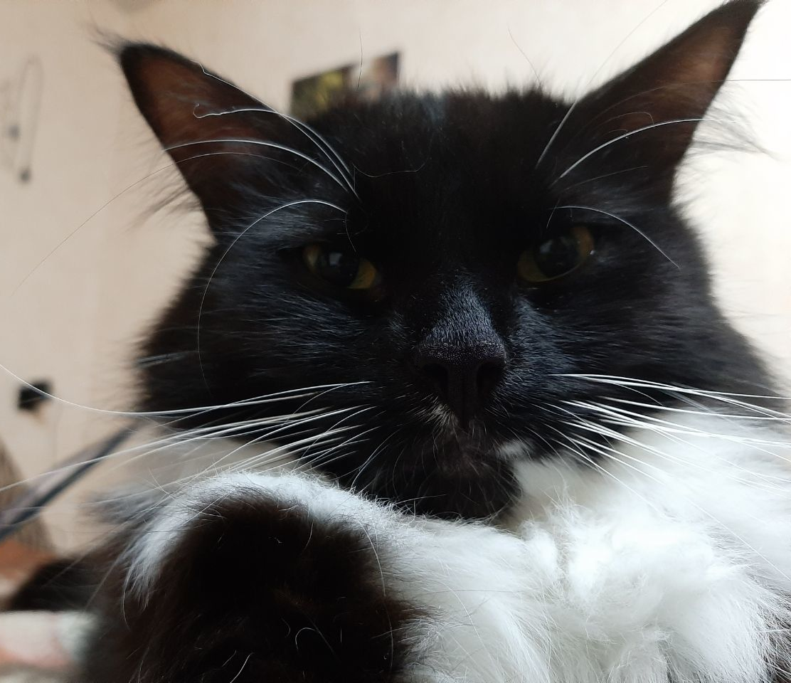 Кошка медленно моргает что значит. Котик любимчик. Кошка медленно моргает что значит. Кошка красиво лежит. Кот подмигивает гиф.