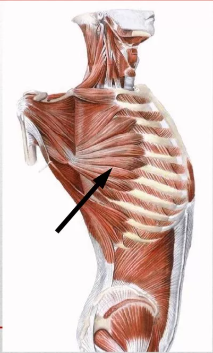Мышцы стабилизирующие лопатку