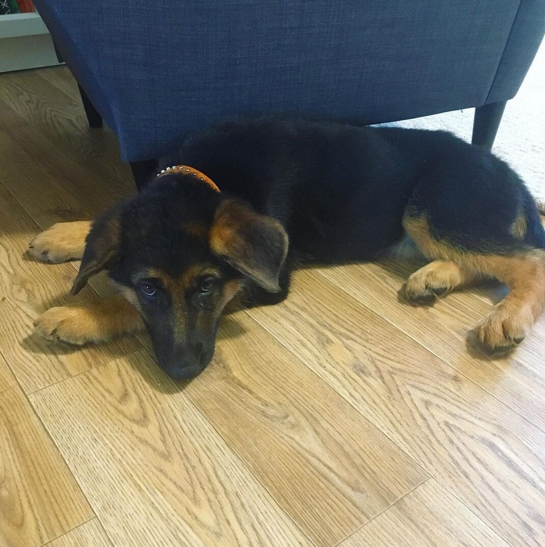 Самые первые фото малышки в нашем доме. Здесь ей 2 месяца. 