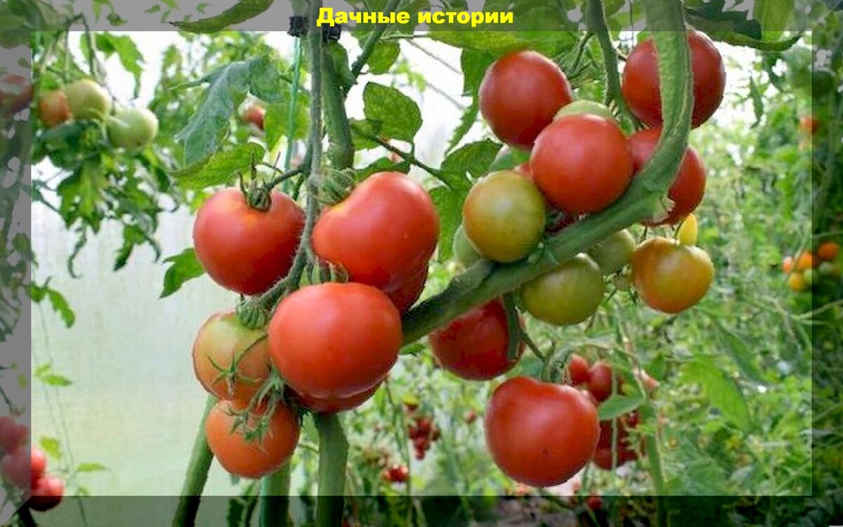 Фитофтора. Болезни томатов. Болезнь помидоров фитофтора. Томат болеро. Томаты устойчивые к фитофторе для открытого грунта.